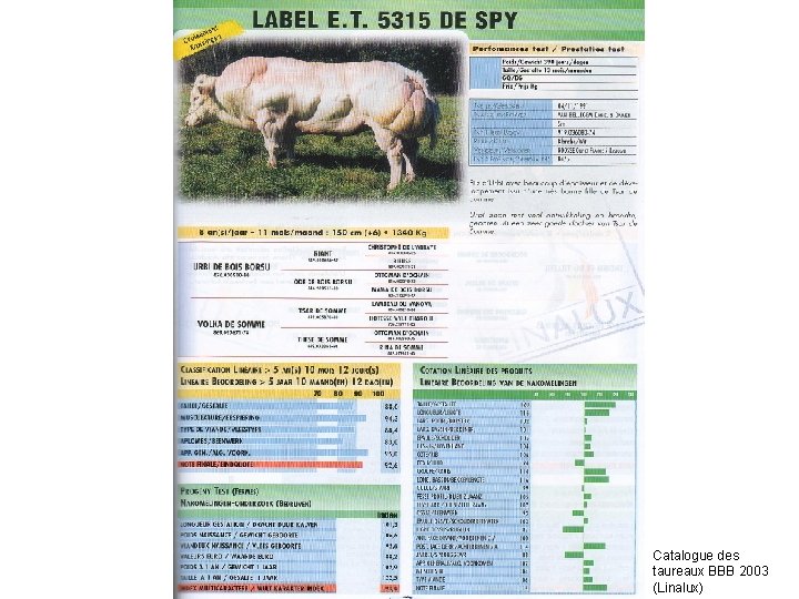 Catalogue des taureaux BBB 2003 (Linalux) 