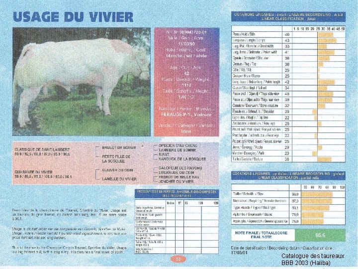 Catalogue des taureaux BBB 2003 (Haliba) 