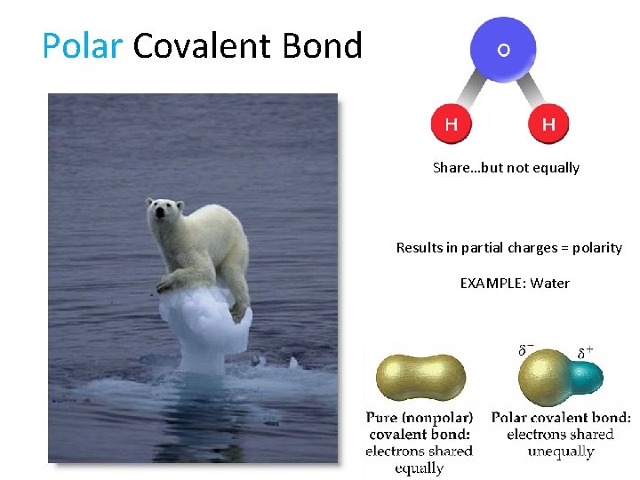 Polar Covalent Bond Share…but not equally Results in partial charges = polarity EXAMPLE: Water