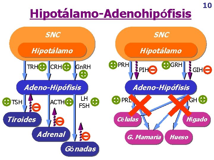 10 Hipotálamo-Adenohipófisis SNC Hipotálamo TRH CRH Gn. RH PRH Adeno-Hipófisis TSH ACTH LH FSH