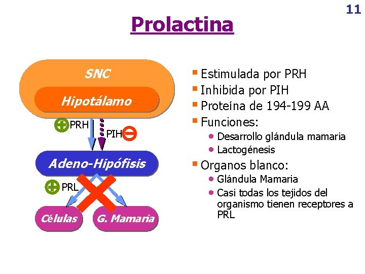 Prolactina SNC Hipotálamo PRH PIH Adeno-Hipófisis PRL Células G. Mamaria 11 § Estimulada por