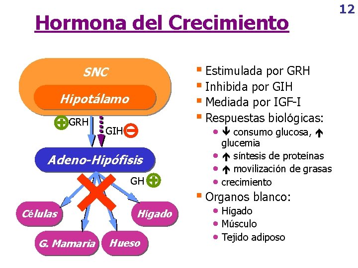 Hormona del Crecimiento § Estimulada por GRH § Inhibida por GIH § Mediada por