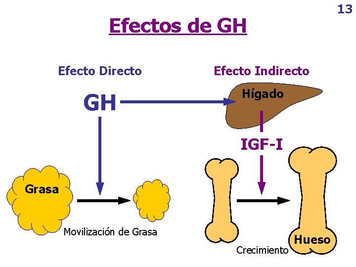 13 Efectos de GH Efecto Directo Efecto Indirecto GH Hígado IGF-I Grasa Movilización de