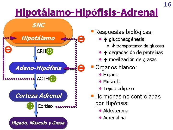 Hipotálamo-Hipófisis-Adrenal SNC Hipotálamo CRH Adeno-Hipófisis ACTH Corteza Adrenal Cortisol Hígado, Músculo y Grasa 16