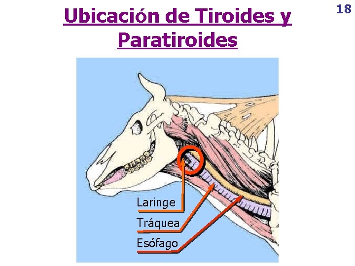 Ubicación de Tiroides y Paratiroides Laringe Tráquea Esófago 18 