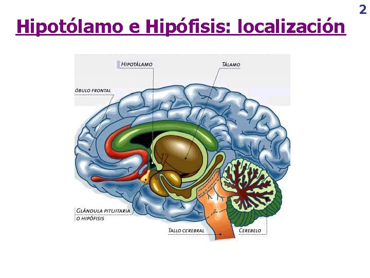 Hipotólamo e Hipófisis: localización 2 
