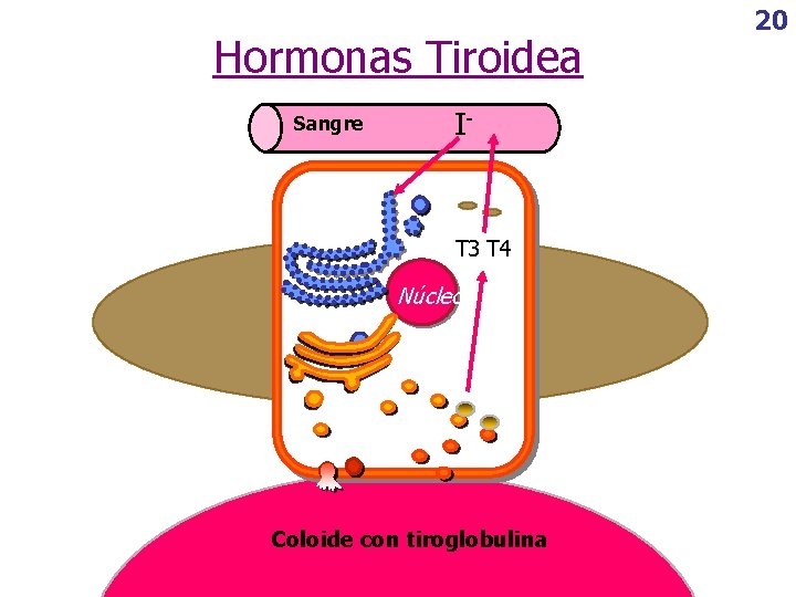 Hormonas Tiroidea Sangre I- T 3 T 4 Núcleo Coloide con tiroglobulina 20 