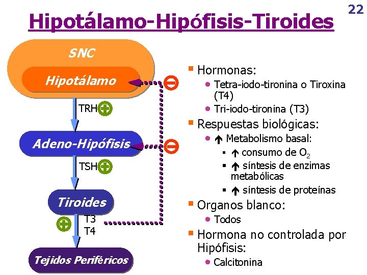 Hipotálamo-Hipófisis-Tiroides SNC Hipotálamo TRH Adeno-Hipófisis TSH Tiroides T 3 T 4 Tejidos Periféricos §