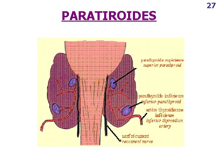 PARATIROIDES 27 