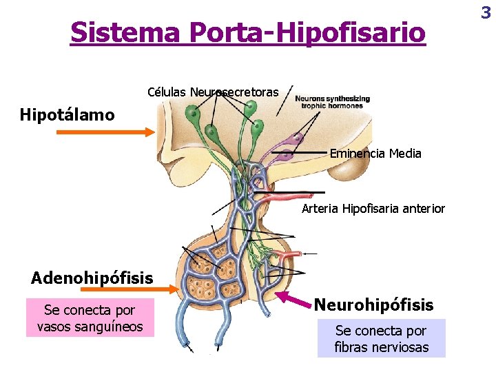 Sistema Porta-Hipofisario Células Neurosecretoras Hipotálamo Eminencia Media Arteria Hipofisaria anterior Adenohipófisis Se conecta por