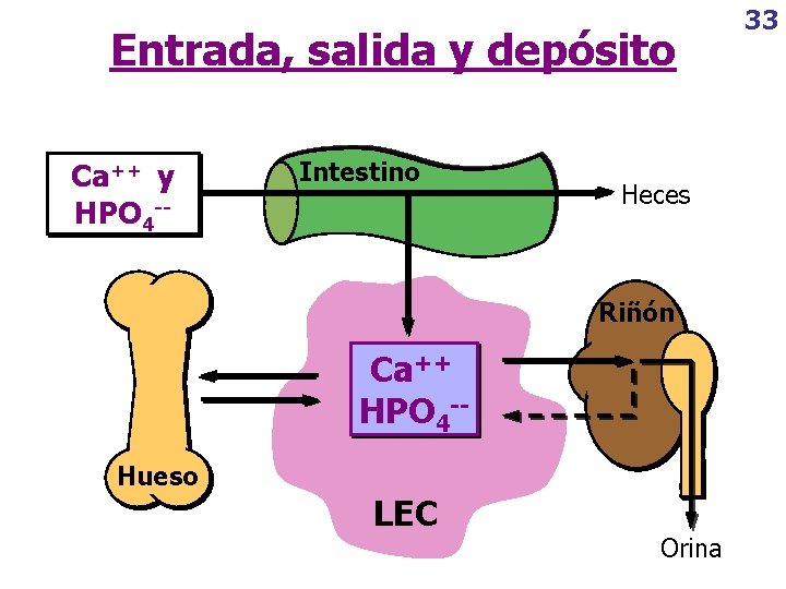 Entrada, salida y depósito Ca++ y HPO 4 -- Intestino Heces Riñón Ca++ HPO