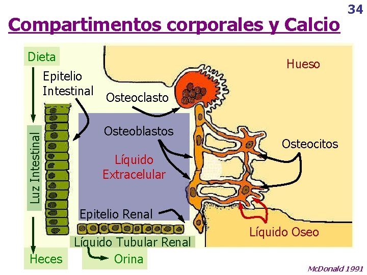 Compartimentos corporales y Calcio Dieta Luz Intestinal Epitelio Intestinal 34 Hueso Osteoclasto Osteoblastos Osteocitos