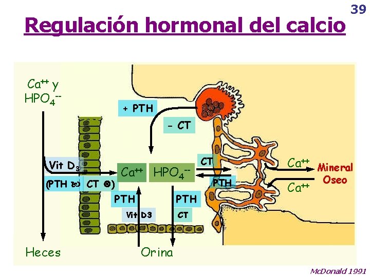 Regulación hormonal del calcio Ca++ y HPO 4 -- 39 + PTH - CT