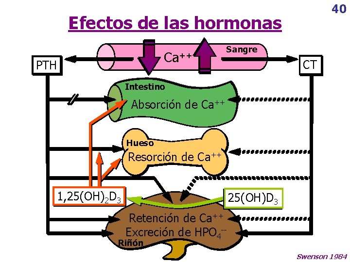 40 Efectos de las hormonas Ca++ PTH Sangre CT Intestino Absorción de Ca++ Hueso