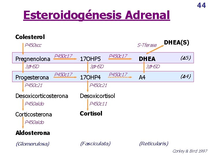 44 Esteroidogénesis Adrenal Colesterol P 450 scc Pregnenolona P 450 c 17 3 HSD