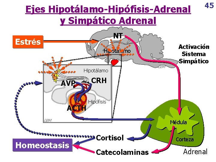 Ejes Hipotálamo-Hipófisis-Adrenal y Simpático Adrenal 45 NT Estrés Hipotálamo AVP ACTH CRH Hipófisis GBM