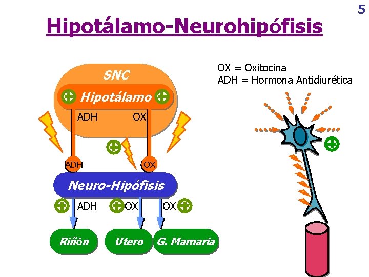 Hipotálamo-Neurohipófisis OX = Oxitocina ADH = Hormona Antidiurética SNC Hipotálamo ADH OX Neuro-Hipófisis ADH