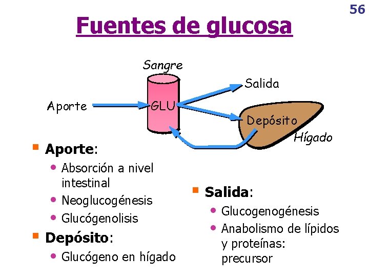 Fuentes de glucosa Sangre Salida Aporte GLU § Aporte: Depósito Hígado • Absorción a