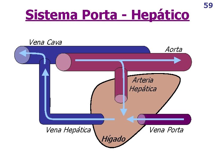 Sistema Porta - Hepático Vena Cava Aorta Arteria Hepática Vena Hepática Hígado Vena Porta