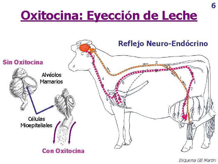 Oxitocina: Eyección de Leche 6 Reflejo Neuro-Endócrino Sin Oxitocina Alvéolos Mamarios Células Mioepiteliales Con