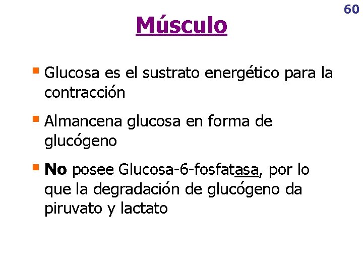 Músculo § Glucosa es el sustrato energético para la contracción § Almancena glucosa en