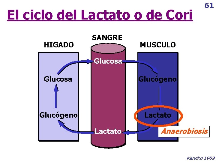 El ciclo del Lactato o de Cori HIGADO SANGRE 61 MUSCULO Glucosa Glucógeno Lactato