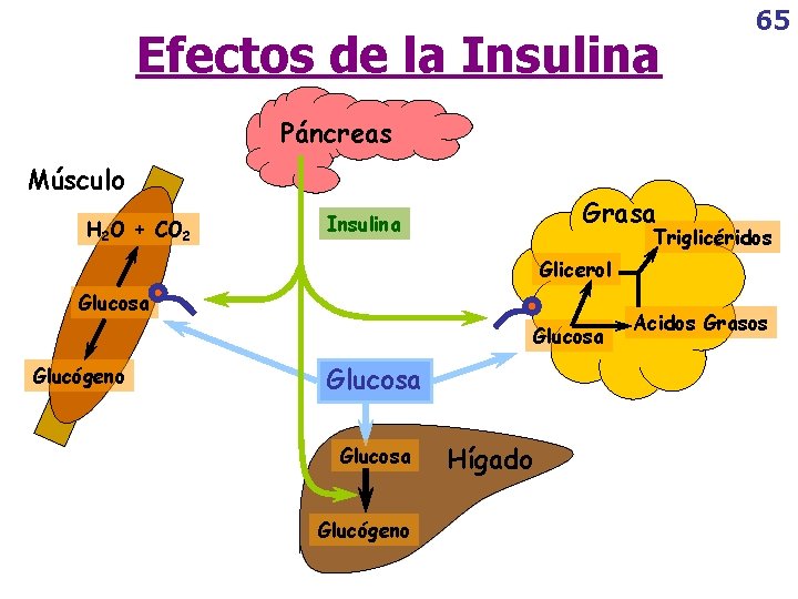 Efectos de la Insulina 65 Páncreas Músculo H 2 O + CO 2 Grasa