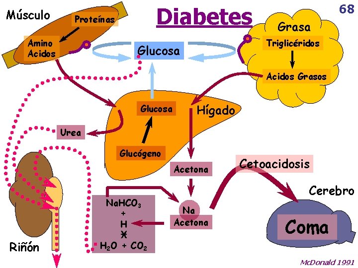Músculo Diabetes Proteínas Amino Acidos 68 Grasa Triglicéridos Glucosa Acidos Grasos Glucosa Hígado Urea