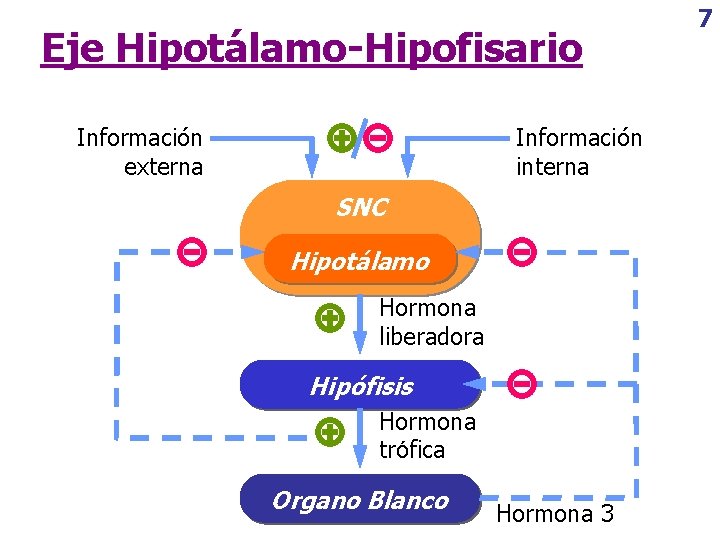 Eje Hipotálamo-Hipofisario Información externa Información interna SNC Hipotálamo Hormona liberadora Hipófisis Hormona trófica Organo