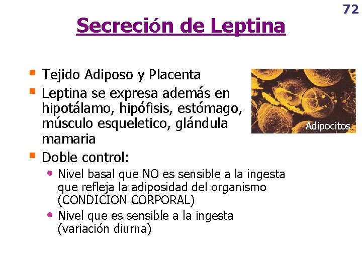 Secreción de Leptina 72 § Tejido Adiposo y Placenta § Leptina se expresa además