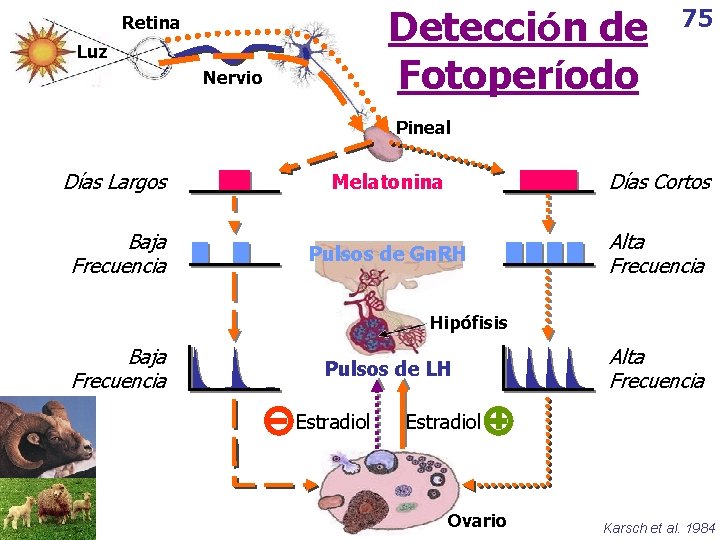 Detección de Fotoperíodo Retina Luz Nervio 75 Pineal Días Largos Melatonina Días Cortos Baja