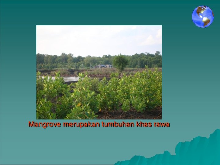 Mangrove merupakan tumbuhan khas rawa 