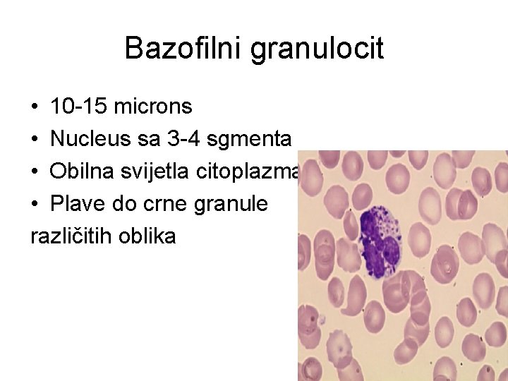 Bazofilni granulocit • 10 -15 microns • Nucleus sa 3 -4 sgmenta • Obilna