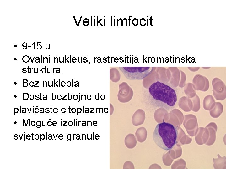 Veliki limfocit • 9 -15 u • Ovalni nukleus, rastresitija kromatinska struktura • Bez