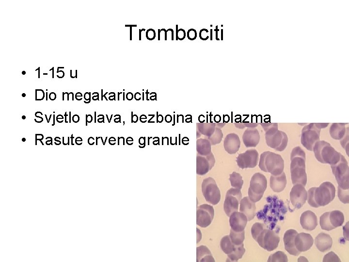 Trombociti • • 1 -15 u Dio megakariocita Svjetlo plava, bezbojna citoplazma Rasute crvene