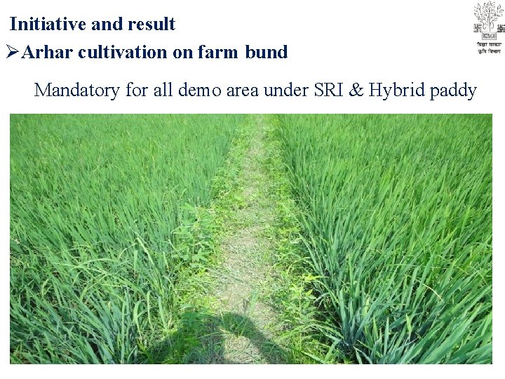 Initiative and result ØArhar cultivation on farm bund Mandatory for all demo area under