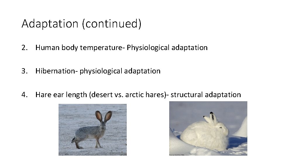 Adaptation (continued) 2. Human body temperature- Physiological adaptation 3. Hibernation- physiological adaptation 4. Hare
