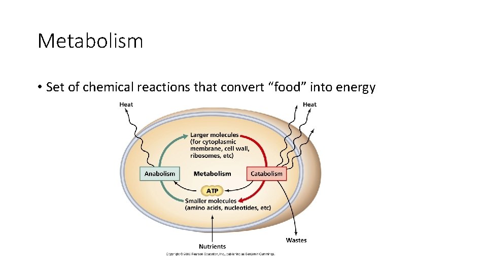 Metabolism • Set of chemical reactions that convert “food” into energy 