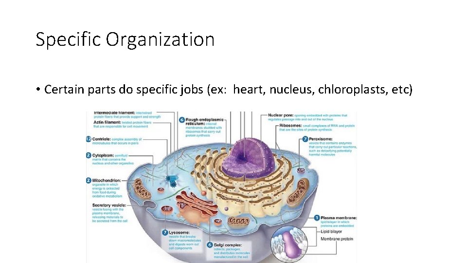 Specific Organization • Certain parts do specific jobs (ex: heart, nucleus, chloroplasts, etc) 