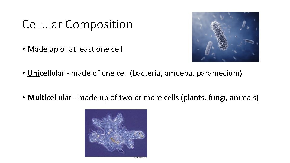 Cellular Composition • Made up of at least one cell • Unicellular - made