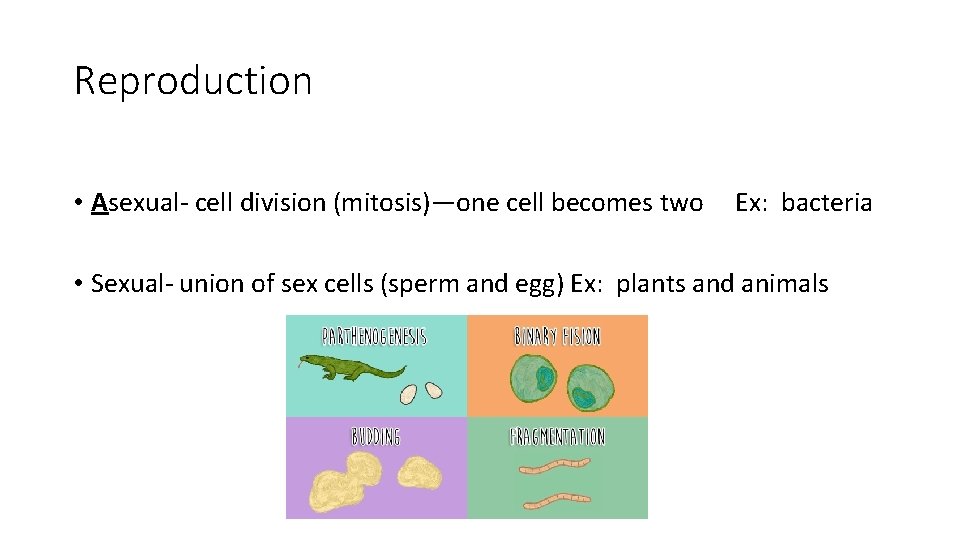 Reproduction • Asexual- cell division (mitosis)—one cell becomes two Ex: bacteria • Sexual- union