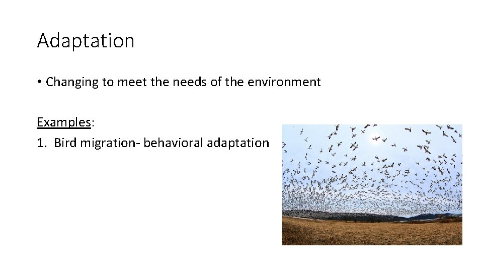 Adaptation • Changing to meet the needs of the environment Examples: 1. Bird migration-