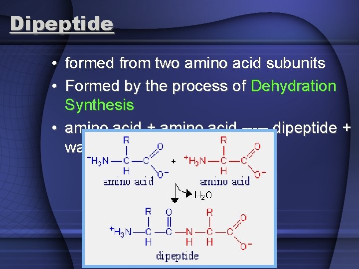 Dipeptide • formed from two amino acid subunits • Formed by the process of