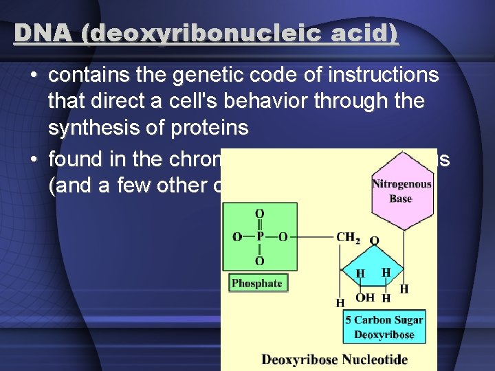 DNA (deoxyribonucleic acid) • contains the genetic code of instructions that direct a cell's