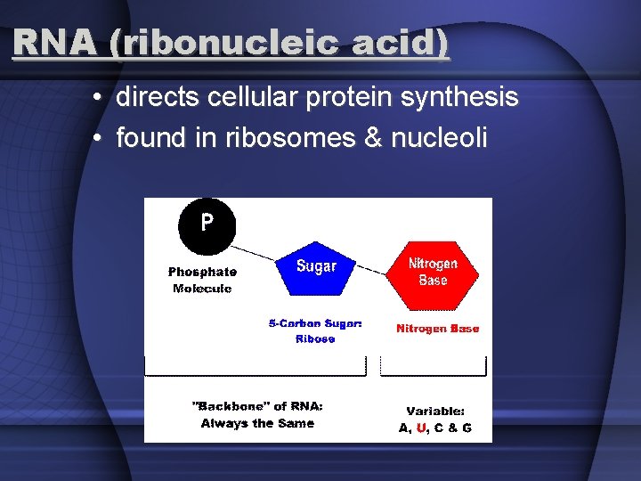 RNA (ribonucleic acid) • directs cellular protein synthesis • found in ribosomes & nucleoli