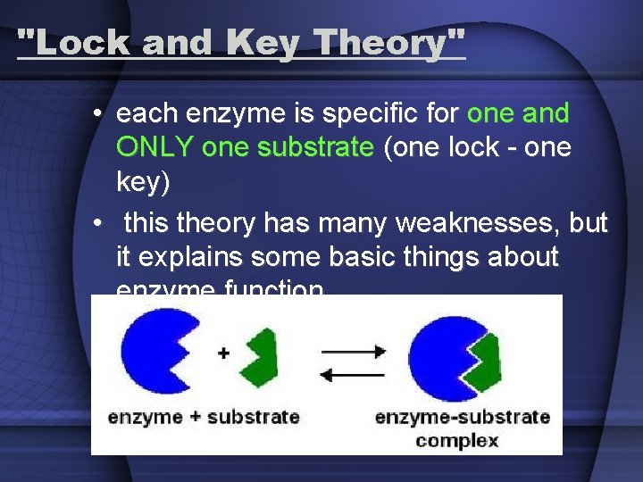 "Lock and Key Theory" • each enzyme is specific for one and ONLY one