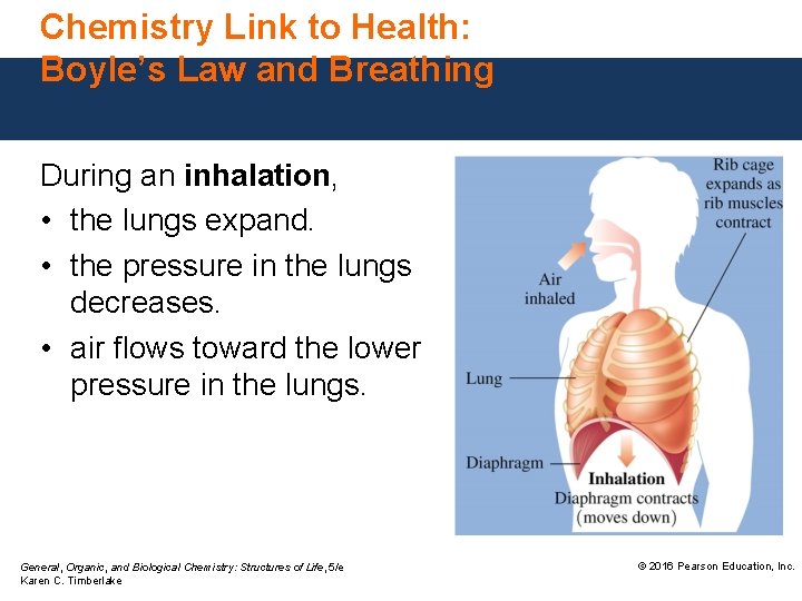 Chemistry Link to Health: Boyle’s Law and Breathing During an inhalation, • the lungs