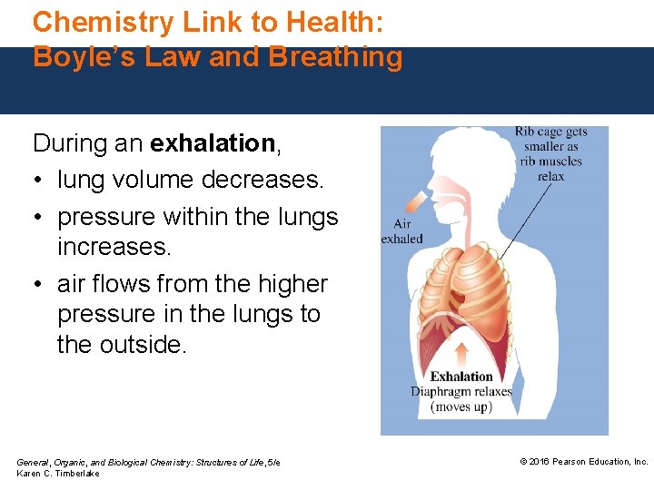 Chemistry Link to Health: Boyle’s Law and Breathing During an exhalation, • lung volume