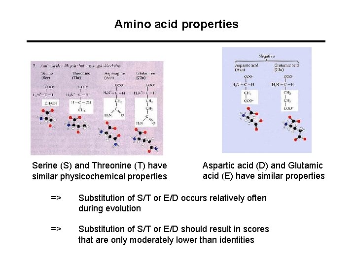 Amino acid properties Serine (S) and Threonine (T) have similar physicochemical properties Aspartic acid