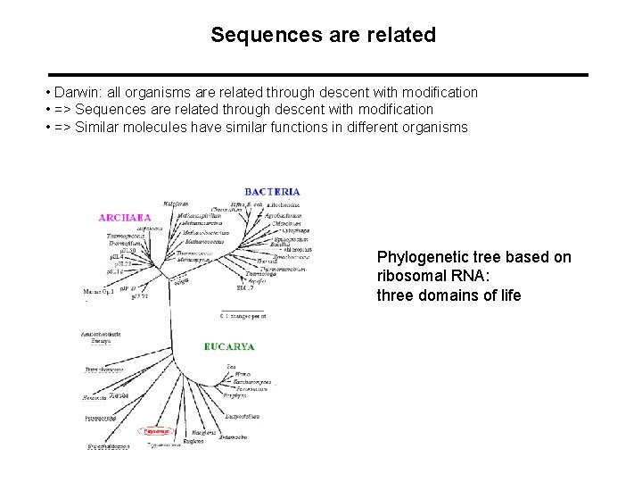 Sequences are related • Darwin: all organisms are related through descent with modification •